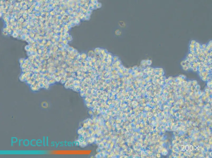 SHP-77 Cell Complete Medium - small - 5