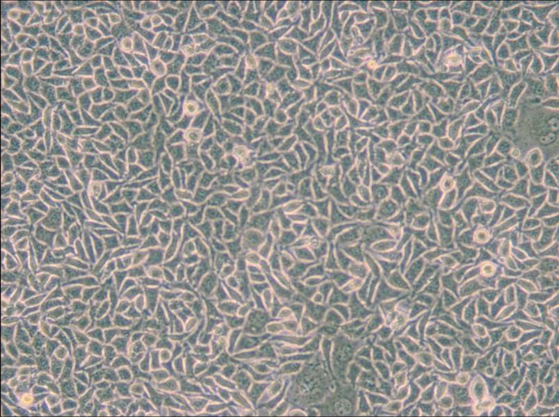 B82 Cell Complete Medium - small - 5