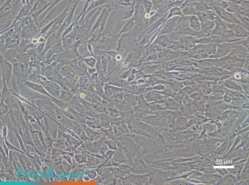 Mouse Dermal Papilla Cell Complete Medium - 5