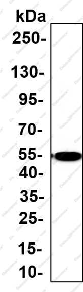 Recombinant CD80 Monoclonal Antibody - 1