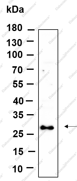 Recombinant SYPL1 Monoclonal Antibody - 1