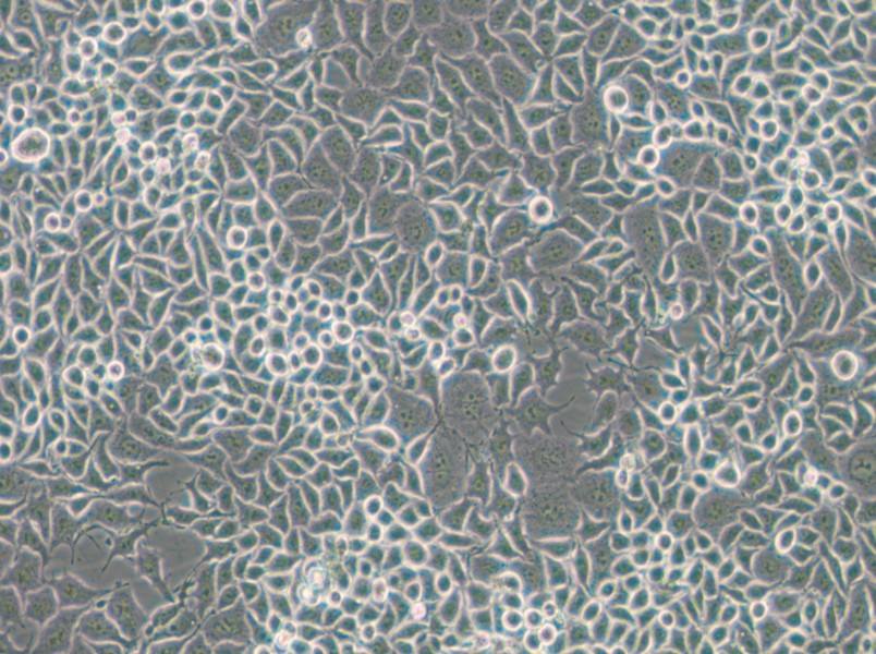 RKO-E6 Cell Complete Medium - small - 5