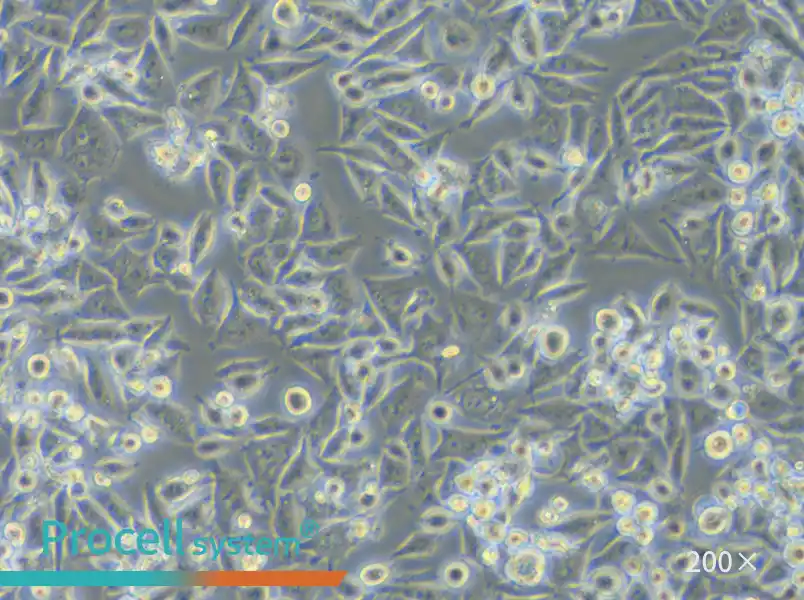 Calu-6 Cell Complete Medium - 6