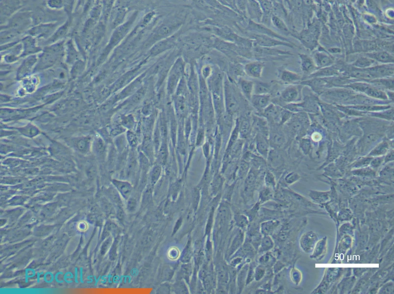Mouse Bladder Fibroblast Complete Medium - 6