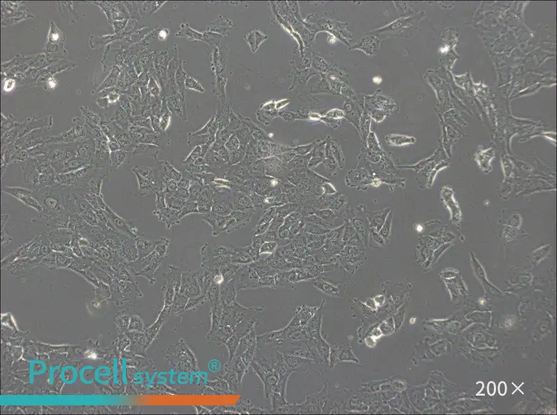 NCI-H1792 Cell Complete Medium - 5