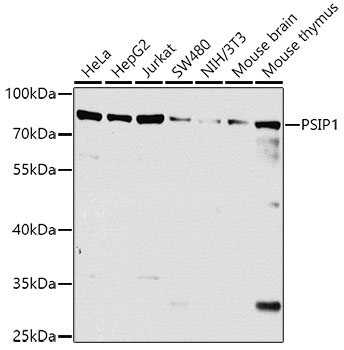 Western blot analysis of extracts of various cell lines using PSIP1 Polyclonal Antibody at dilution of 1:1000.