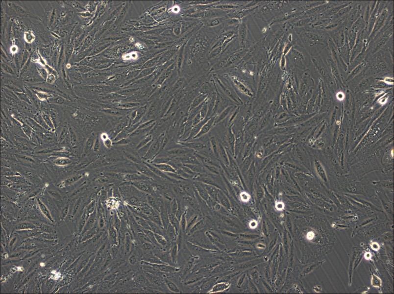 NCI-H2030 Cell Complete Medium - 3
