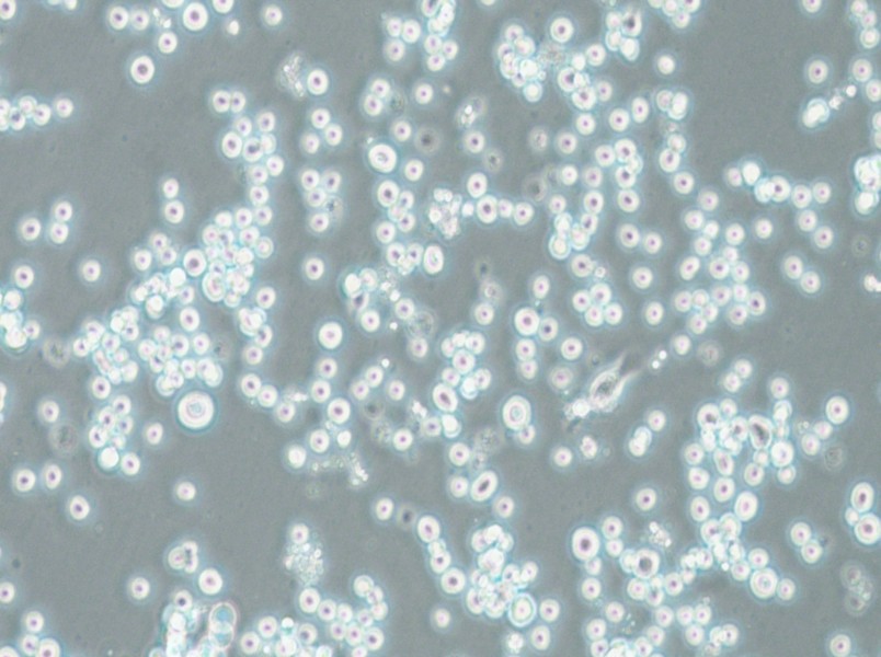 COLO 201 Cell Complete Medium - 6