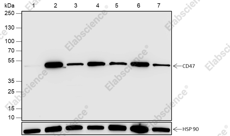 Recombinant CD47 Monoclonal Antibody - 1