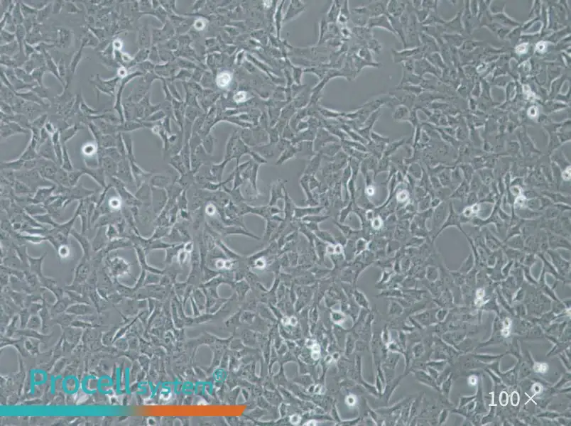 HTR-8-Svneo Cell Complete Medium - 3