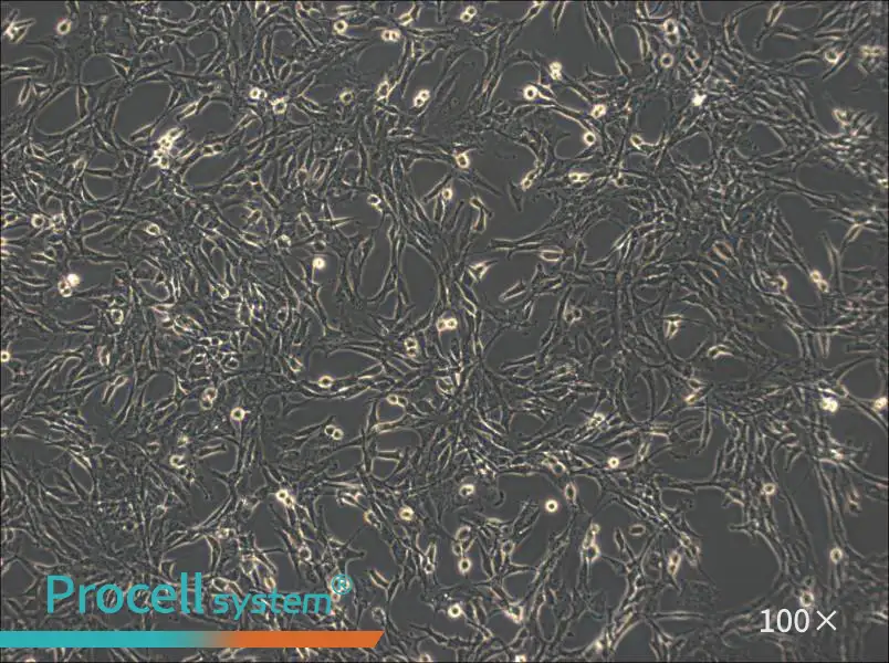 C6 Cell Complete Medium - 1