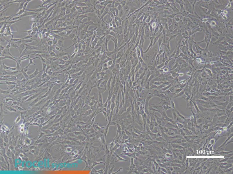 Rat Carotid Artery Vascular Smooth Muscle CellsRat Carotid Artery Vascular Smooth Muscle Cells - 3