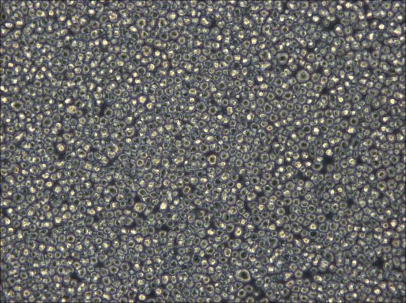 NCI-H929 Cell Complete Medium - 6