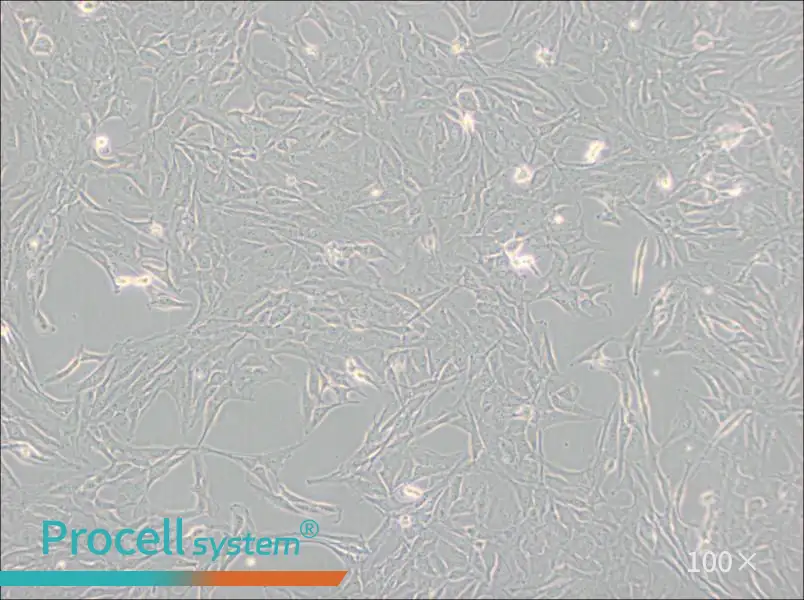 Calu-1 Cell Complete Medium - 2