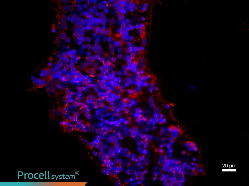 Rat Retinal Ganglion Cell Complete MediumRat Retinal Ganglion Cell Complete Medium - 2