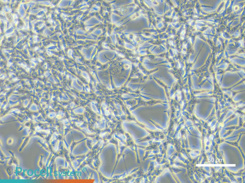 CT26.WT Cell Complete Medium - small - 6