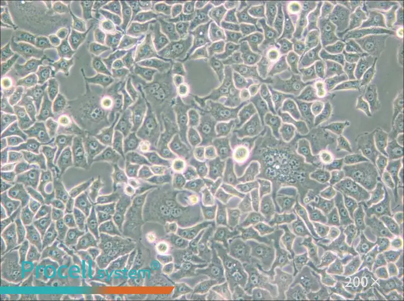 Hela S3 Cell Complete Medium - small - 5