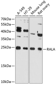 Western blot analysis of extracts of various cell lines using RALA Polyclonal Antibody at 1:3000 dilution.