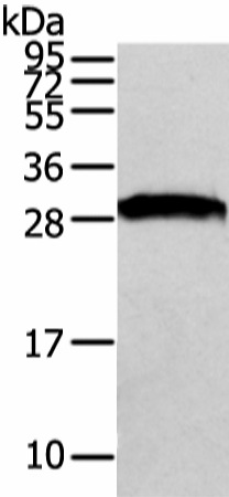 Western Blot analysis of NIH/3T3 cell using VAPA Polyclonal Antibody at dilution of 1/500