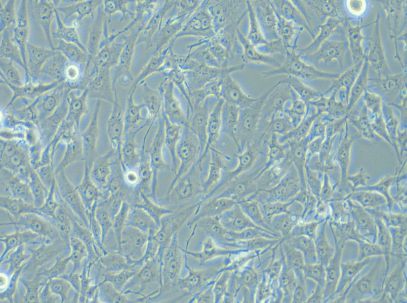 MG-63 Cell Complete Medium - 6