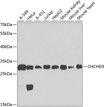 Western blot analysis of extracts of various cell lines using CHCHD3 Polyclonal Antibody at 1:1000 dilution.