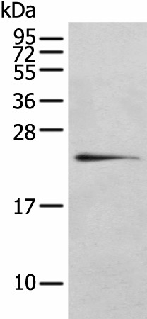 Western blot analysis of 293T cell  using RILPL2 Polyclonal Antibody at dilution of 1:400