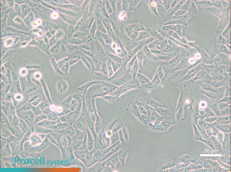 MNNG/HOS Cl #5 [R-1059-D] Cell Complete MediumMNNG/HOS Cl #5 [R-1059-D] Cell Complete Medium - 5