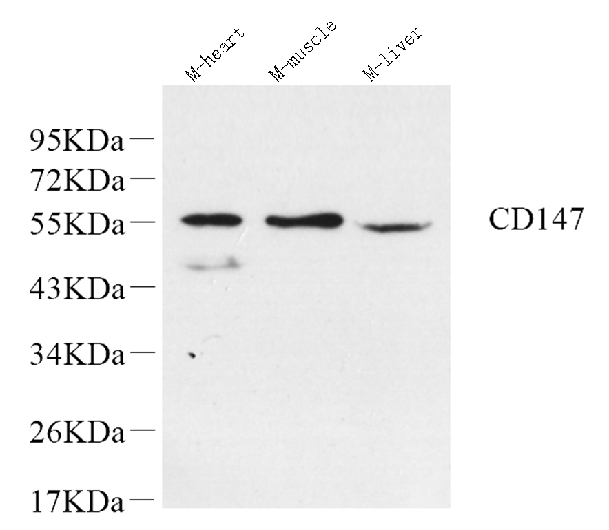 Western Blot analysis of various samples using BSG Polyclonal Antibody at dilution of 1:600.