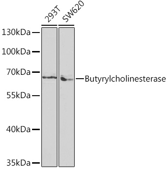 Western blot analysis of extracts of various cell lines using Butyrylcholinesterase Polyclonal Antibody at 1:1000 dilution.