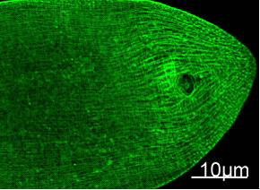 Immunofluorescence analysis of Nematode tissue using MYH Monoclonal Antibody at dilution of 1:100.