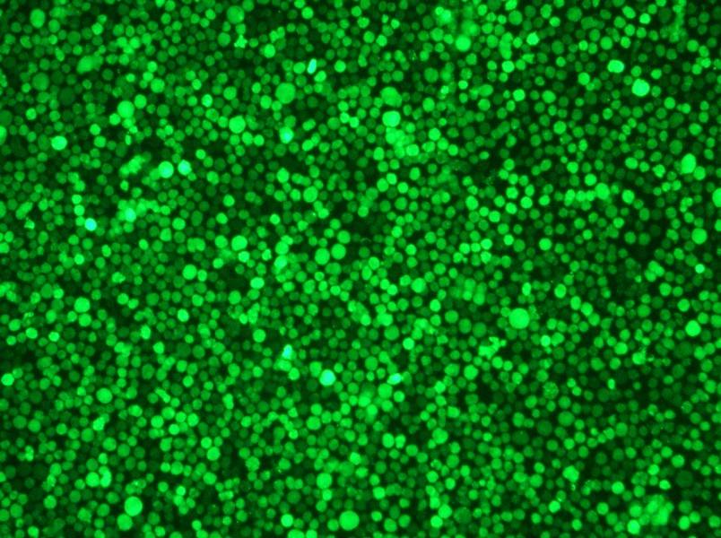 THP-1-GFP Cell Complete MediumTHP-1-GFP Cell Complete Medium - 2