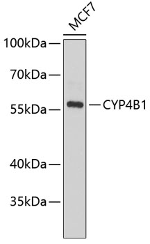 Western blot analysis of extracts of MCF-7 cells using CYP4B1 Polyclonal Antibody at 1:1000 dilution.