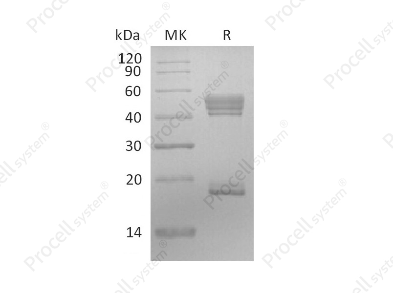 IL-23/NKSF2 (C-6His), Human, Recombinant