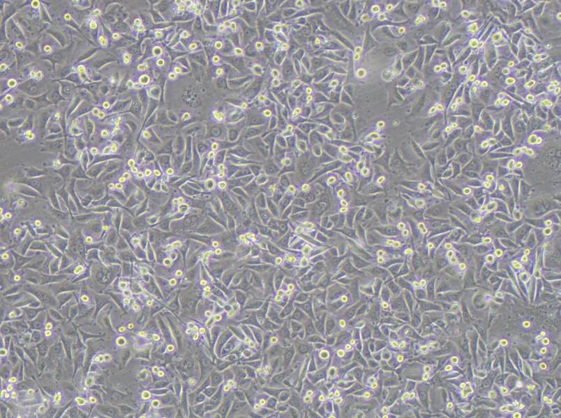 MKN1 Cell Complete Medium - small - 4