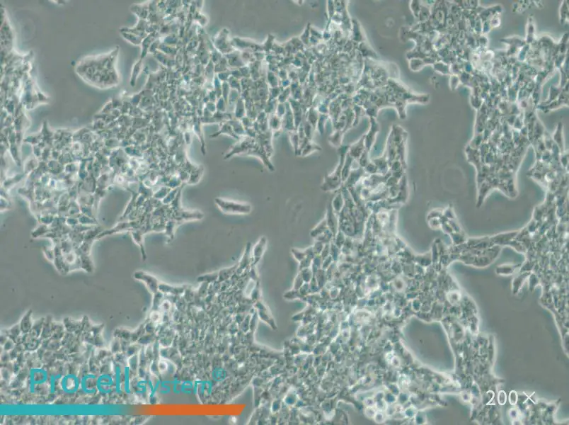 SW620 (DMEM) Cell Complete Medium - small - 4