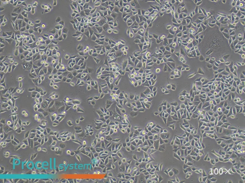 AGS Cell Complete Medium - 3