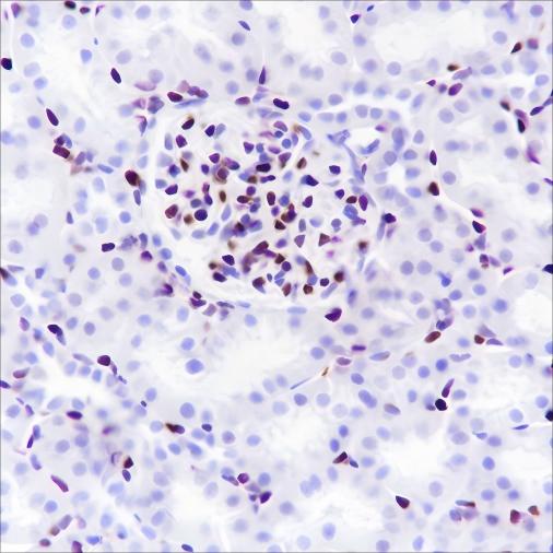 Recombinant ERG Monoclonal Antibody - small - 5