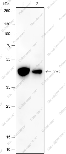 Recombinant PDK2 Monoclonal Antibody - 1