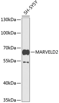 Western blot analysis of extracts of SH-SY5Y cells using MARVELD2 Polyclonal Antibody at 1:1000 dilution.