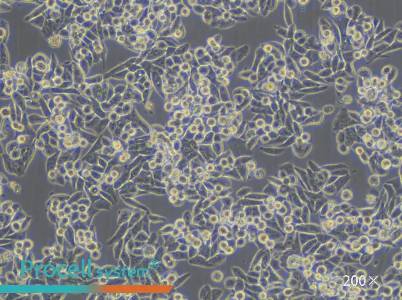 C99 Cell Complete Medium - 6