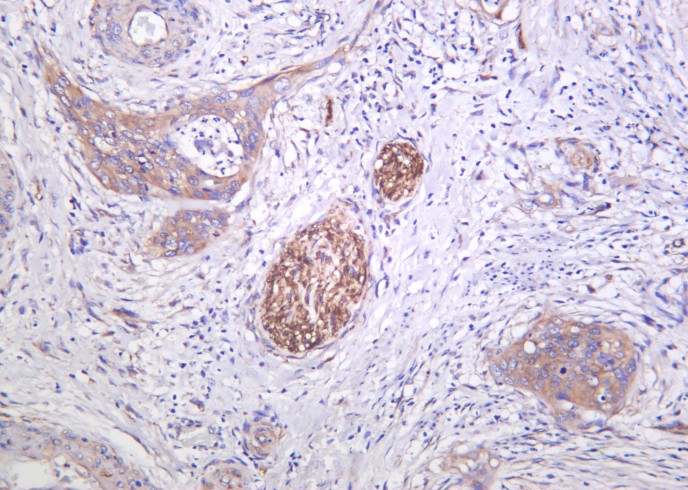 Recombinant Caspase-9 Monoclonal Antibody - small - 2