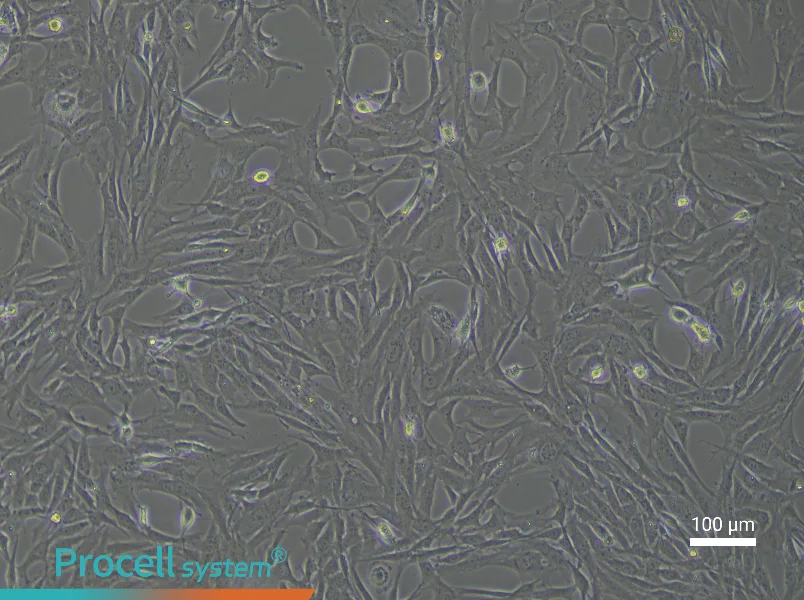 Rat Periosteal Cell Complete Medium - 3