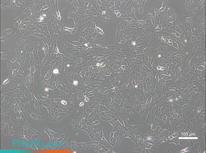NCI-H1792NCI-H1792 - 3