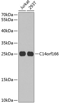 Western blot analysis of extracts of various cell lines using C14orf166 Polyclonal Antibody at 1:1000 dilution.