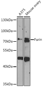 Western blot analysis of extracts of various cell lines using Furin Polyclonal Antibody at 1:1000 dilution.