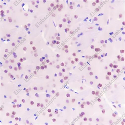 Recombinant FUBP1 Monoclonal Antibody - 4