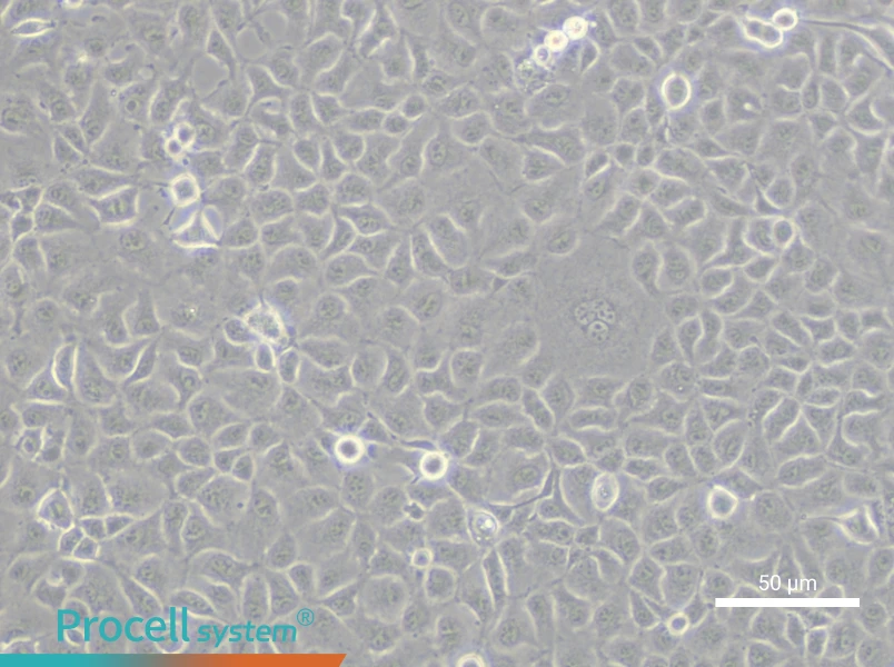 RK 13 Cell Complete MediumRK 13 Cell Complete Medium - 4