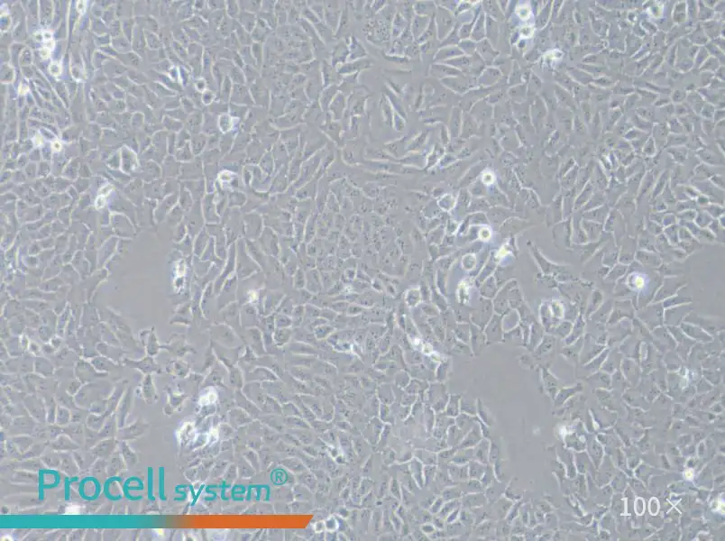 143B Cell Complete Medium - 1