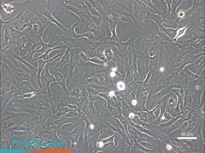 OK Cell Complete Medium - small - 5
