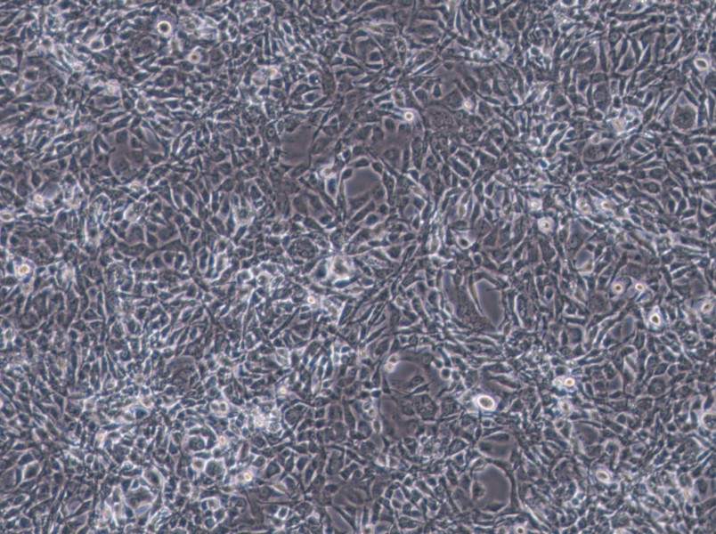 STO Cell Complete Medium - 2